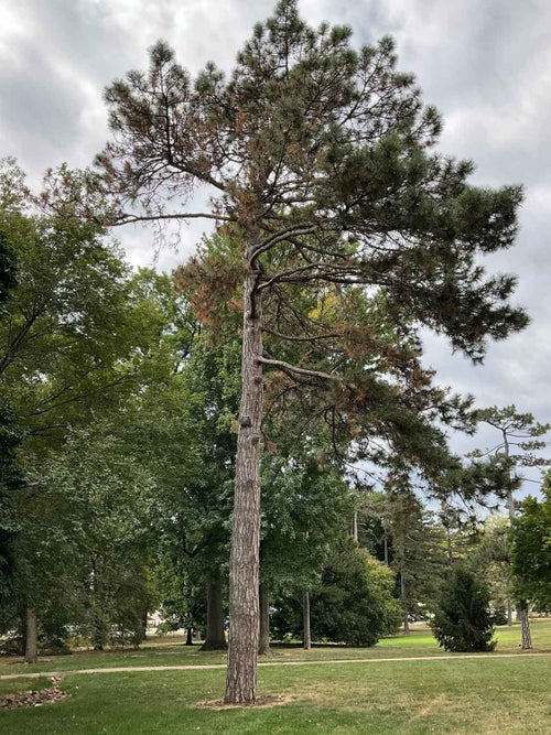 Austrian Pine summer