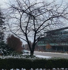 Golden Raindrops Crab winter