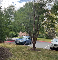 Paperbark Maple summer