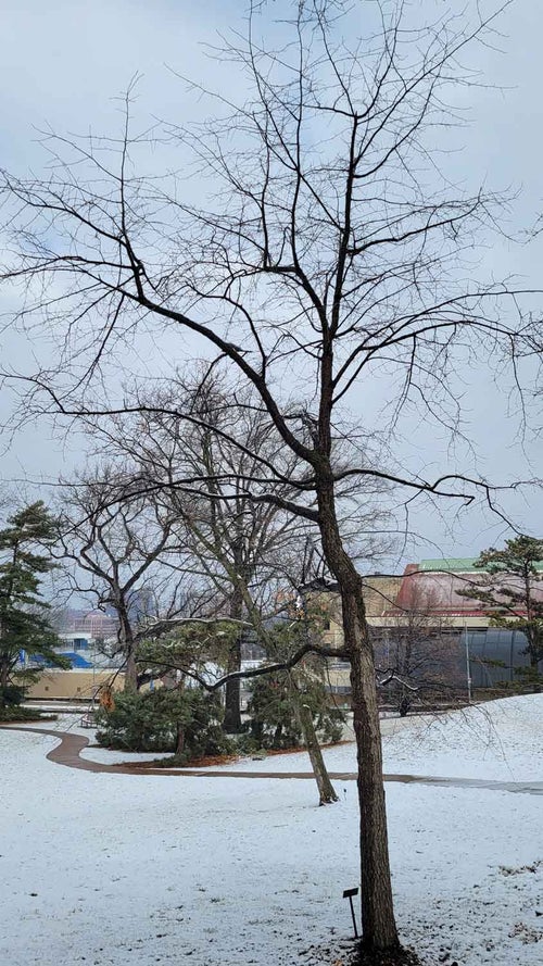 Black gum, Tupelo winter