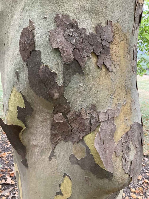 London Planetree bark