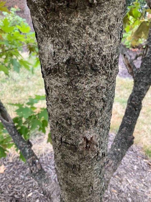 Caddo Sugar Maple bark