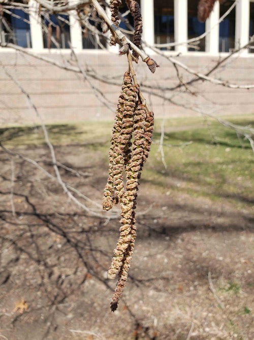 Turkish Filbert flower