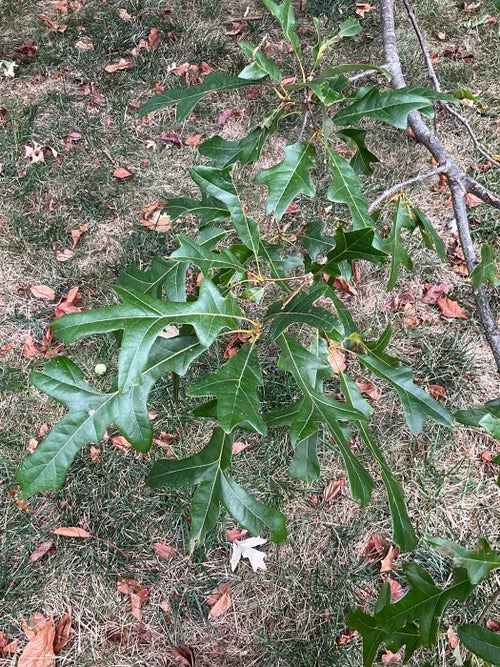 Overcup Oak leaf