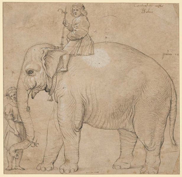 Drawing of Hanno the elephant in Rome, ink on brown paper, Raphael or his workshop, 1515, Kupferstichkabinett, State Museum of Berlin (Wikimedia commons)