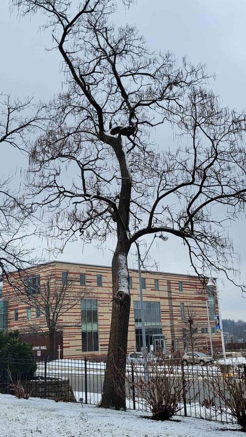 Common Catalpa winter