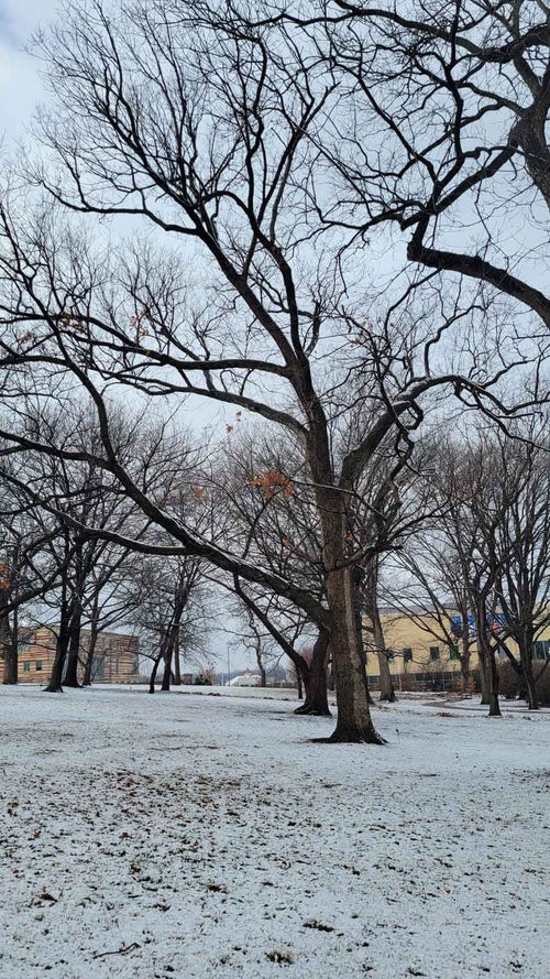 Chinkapin Oak winter