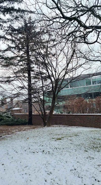 Japanese Yellowwood winter