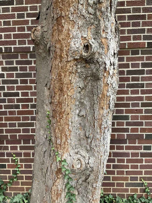 Southern Magnolia bark