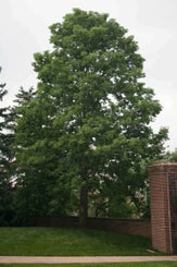 Ohio Buckeye