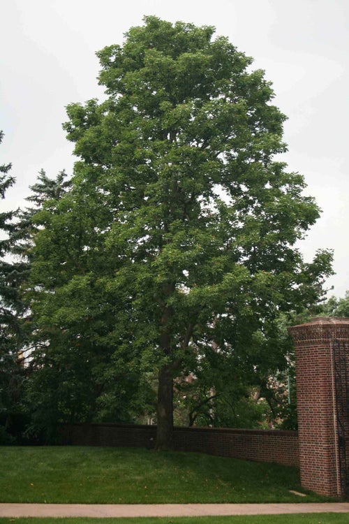 Ohio Buckeye