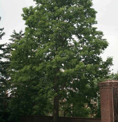 Ohio Buckeye