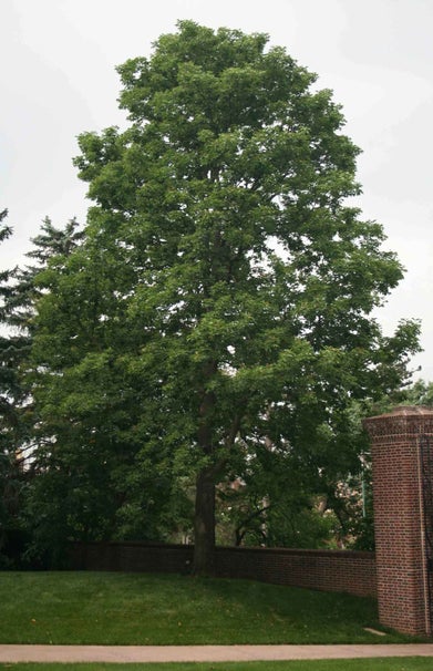 Ohio Buckeye