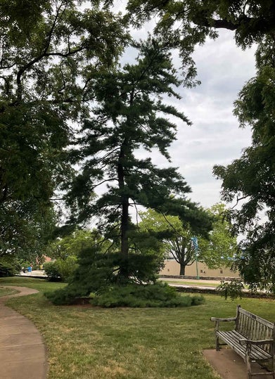 White Pine summer