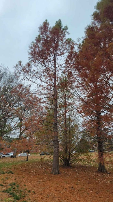 Baldcypress fall