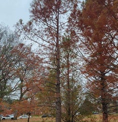 Baldcypress fall