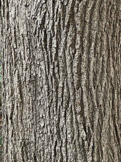 Common Catalpa bark