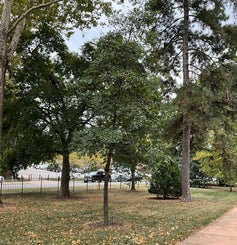 Common Alder, Black or European Alder summer