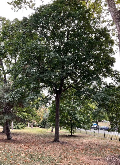 Sugar Maple summer