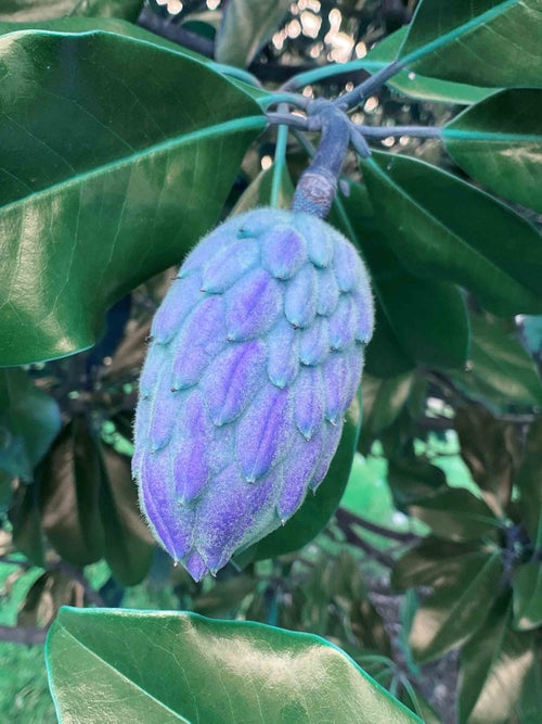 Southern Magnolia seed