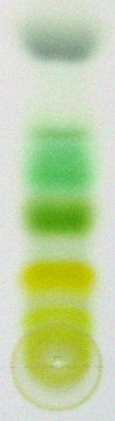 A modern separation of plant pigments into chlorophylls (green), carotenes (orange) and xanthrophylls (yellow), by thin-layer chromatography (Wikimedia commons)