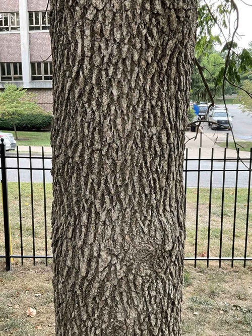 Blue Ash bark