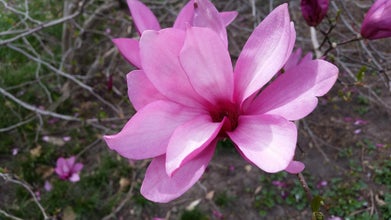 Ann Magnolia flower