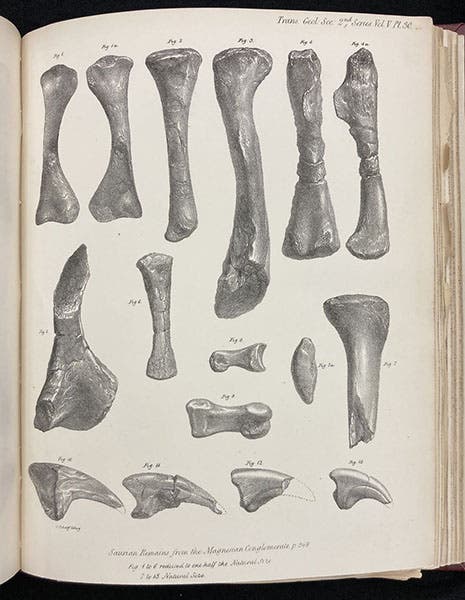 Leg bones of Thecodontosaurus found near Bristol, lithographed plate in “A description of various fossil remains of three distinct saurian animals, recently discovered in the Magnesian Conglomerate near Bristol," by Henry Riley and Samuel Stutchbury, Transactions of the Geological Society of London, plate 30, end of vol. 5, ser. 2, 1840. (Linda Hall Library)