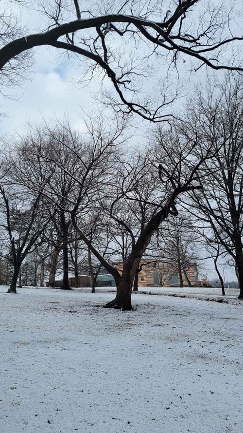 Red Mulberry winter