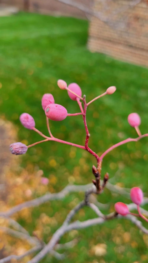 Korean Mountainash fruit