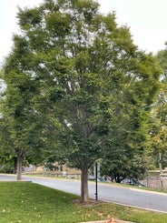 Japanese Zelkova summer