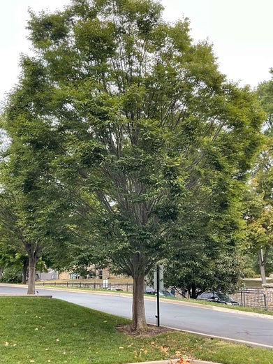 Japanese Zelkova summer