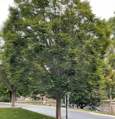 Japanese Zelkova summer