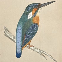 Kingfisher, colored wood engraving by Benjamin Fawcett (cropped), A History of British Birds, by Francis Orpen Morris, vol. 1, plate 46, p. 302, 1851 (Linda Hall Library)