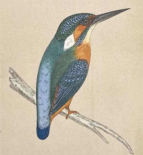 Kingfisher, colored wood engraving by Benjamin Fawcett (cropped), A History of British Birds, by Francis Orpen Morris, vol. 1, plate 46, p. 302, 1851 (Linda Hall Library)