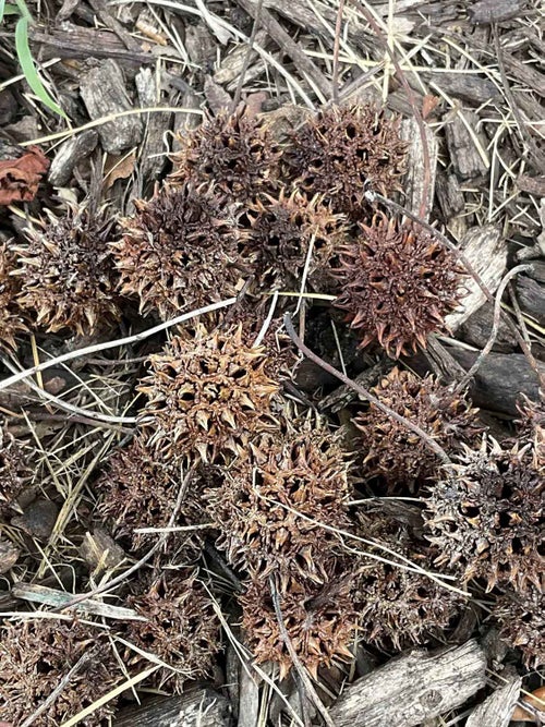 Sweetgum seed