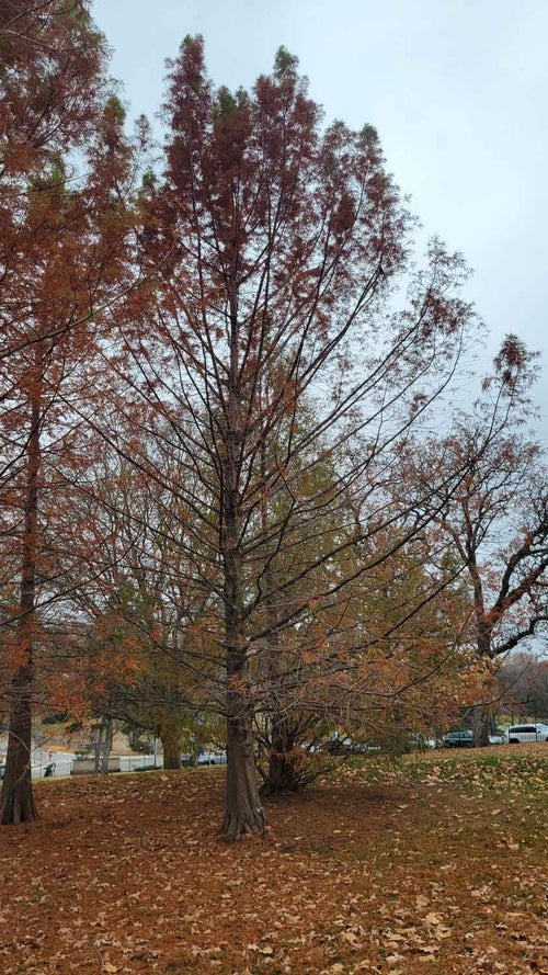 Baldcypress fall