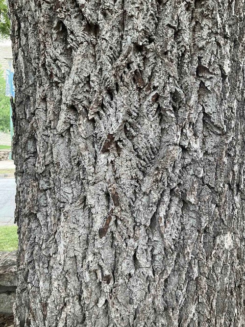 Black Walnut bark