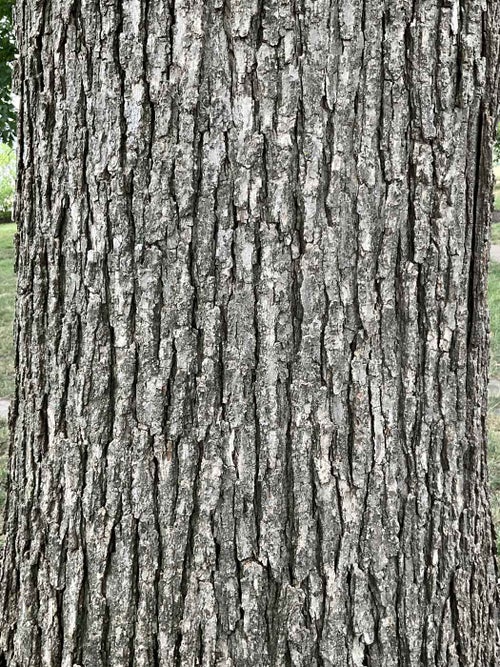 Swamp Chestnut Oak bark