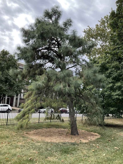 Yellow Pine, Ponderosa Pine summer