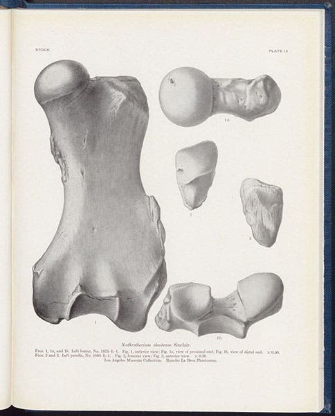 Femur of Nothrotherium shastense, photograph of a drawing?, in Cenozoic Gravigrade Edentates of Western North America, by Chester Stock, plate 45 at end, 1925 (Linda Hall Library)