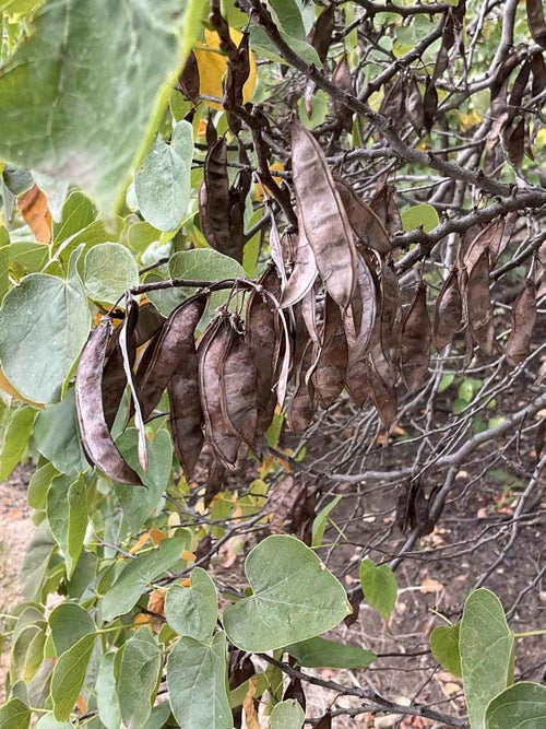 Redbud seed