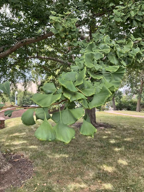 Ginkgo leaf