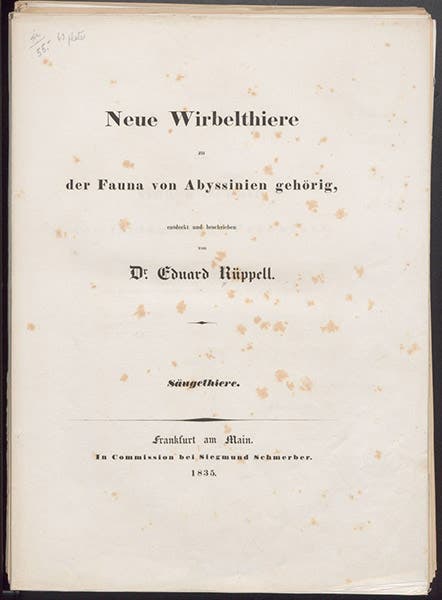 Title page, Neue Wirbelthiere zu der Fauna von Abyssinien, by Eduard Rüppell, 1835 (Linda Hall Library)