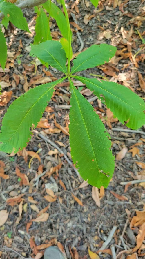 Yellow Buckeye leaf 3