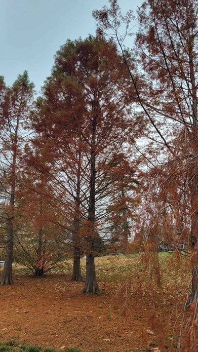 Baldcypress fall