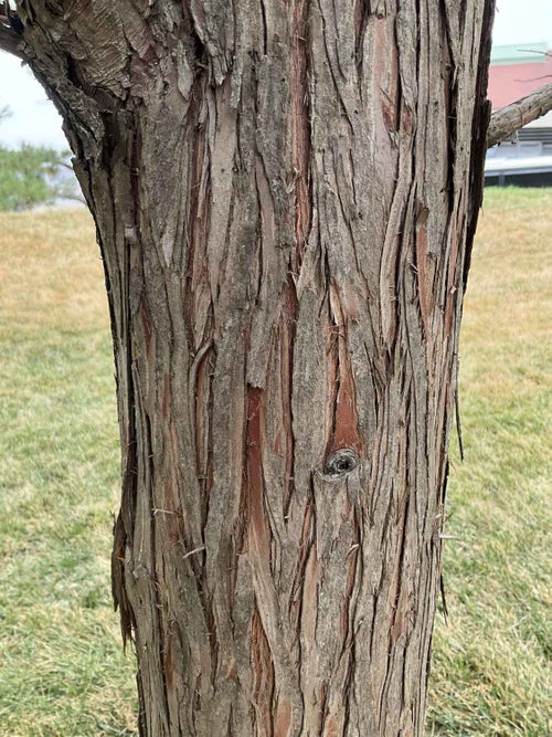 Pond Cypress bark