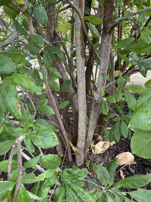 Betty Magnolia bark