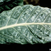 Tobacco leaf infected with tobacco mosaic virus (Wikimedia commons)