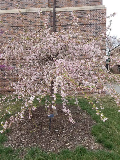 Flowering Crab spring